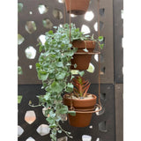 12cm Terracotta Italian Garden Pot 2833746