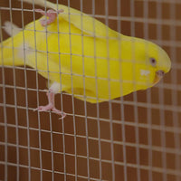 Aviary Mesh  90cm x 5m x 12mm x 12mm 20950