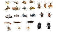 PY 150 Pest & Insect Metered Control Spray Refill 150g
