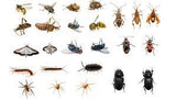 PY 150 Pest & Insect Metered Control Spray Refill 150g