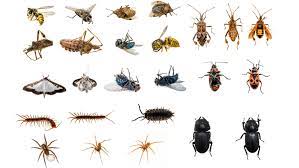 Pycare 150g Net Pest & Insect Metered Insecticide Control Spray Refill ...