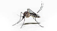PY 150 Pest & Insect Metered Control Spray Refill 150g