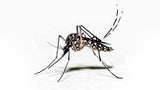 PY 150 Pest & Insect Metered Control Spray Refill 150g